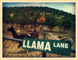 Llama lane-edited.jpg